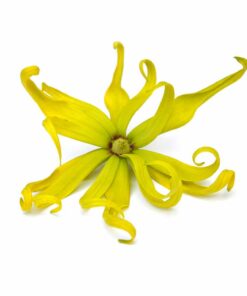 Ylang Ylang