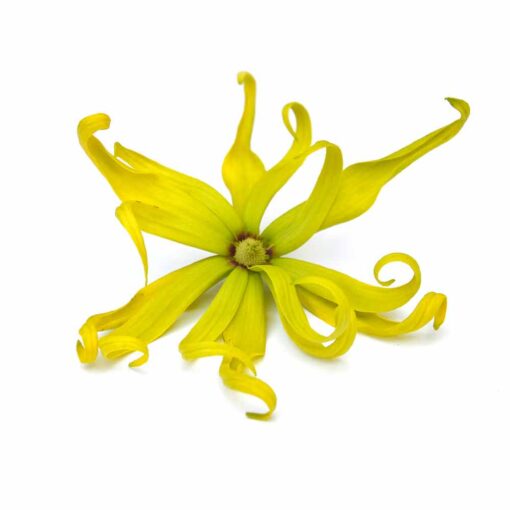 Ylang Ylang